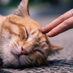 What Makes Content AI-Citable